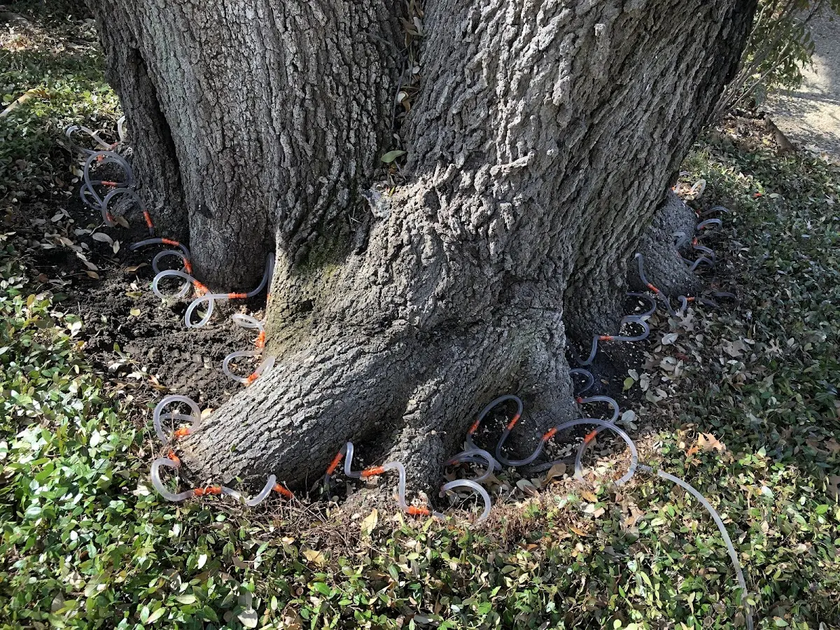 Detailed Tree Cabling and Bracing job site in Glennie
