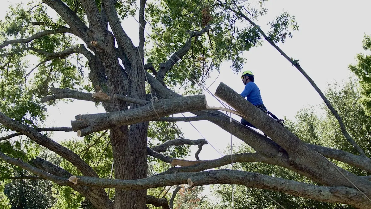 Professional Hazardous Tree Removal performed by certified arborists in Glennie