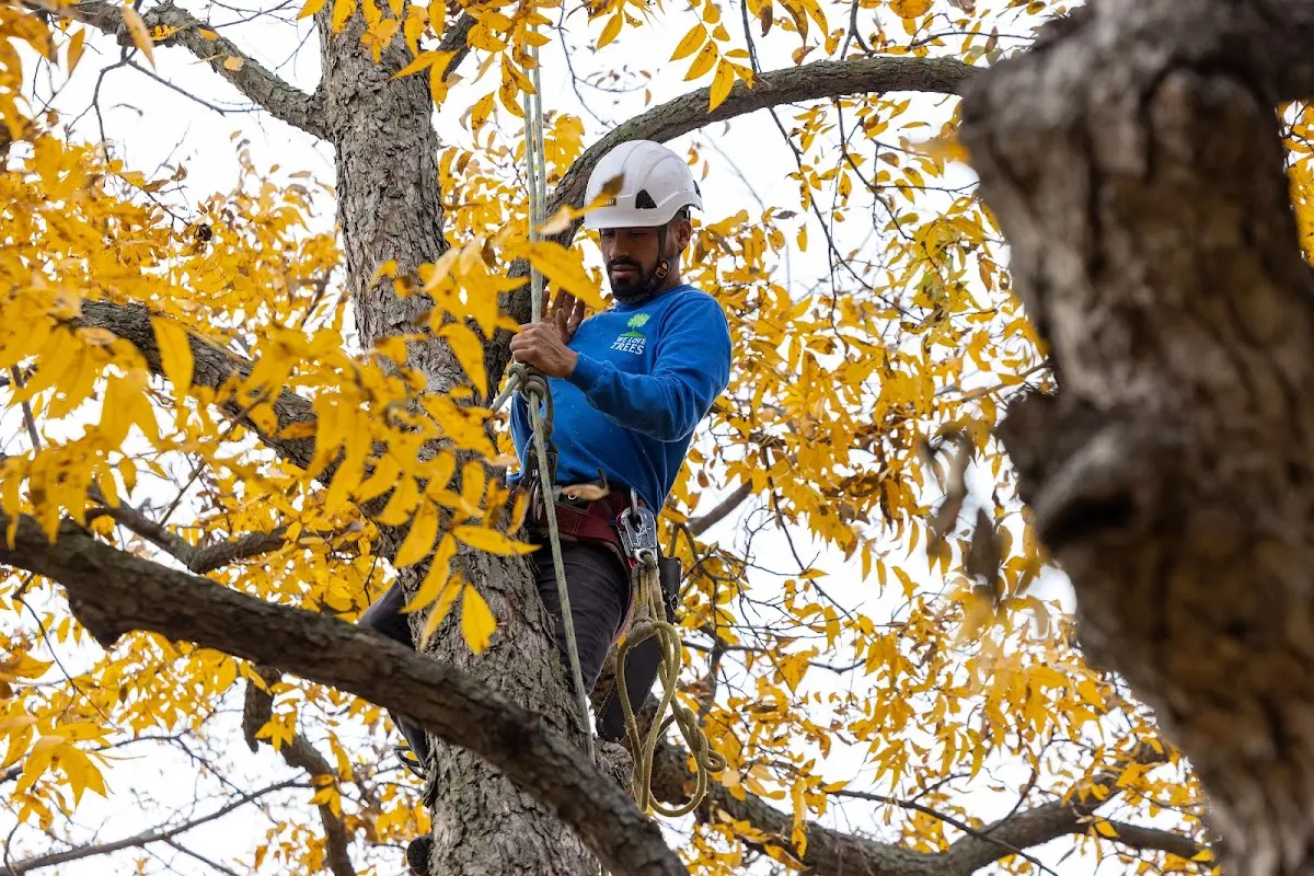 Skilled Storm Damage Cleanup crew working in Glennie